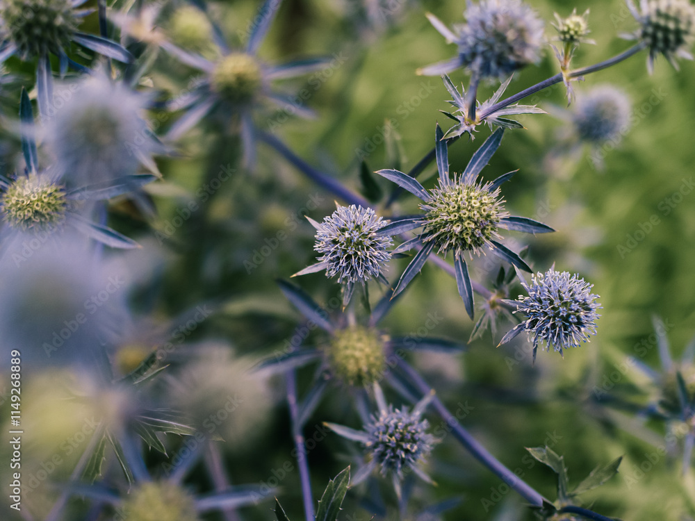 Flowers in the garden