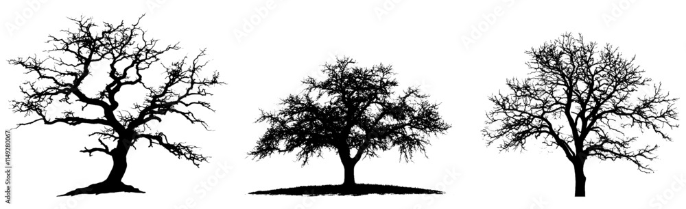 Silhouettes of Bare Trees, Minimalist Natural Tree Illustrations Silhouettes of Bare Trees, Minimalist Natural Tree Illustrations