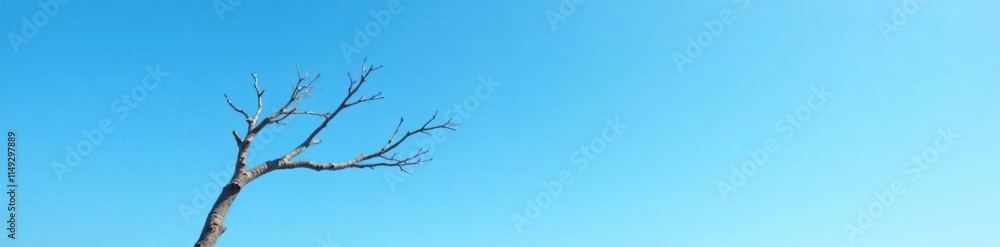 Blue sky with a bare branch stretched up high, simple, branch Blue sky with a bare branch stretched up high, simple, branch