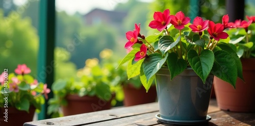 Delicate Impatiens flowers dangle from a metal vase, greenery, rooftop, flowers photo