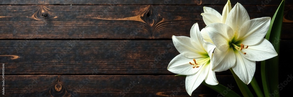 Fototapeta premium Elegant amaryllis flowers on a dark wood table background, wooden furniture decor, white amaryllis flowers