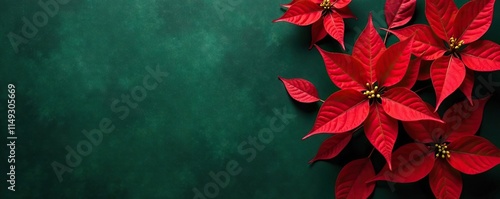 Red poinsettia leaves on a dark green abstract background with subtle texture, winter plants, holiday decor, foliage