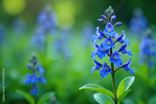 Blue Edging or Lobelia erinus flowering plant with delicate blue flowers and slender stems, garden flowers, blue blooms photo