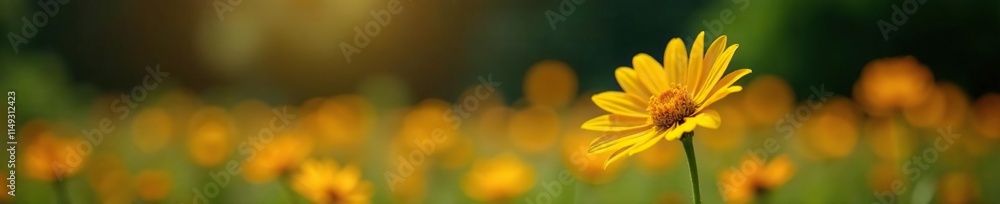Large yellow-orange flower on a tall stem against a dark background, sunny meadow, field of flowers Large yellow-orange flower on a tall stem against a dark background, sunny meadow, field of flowers