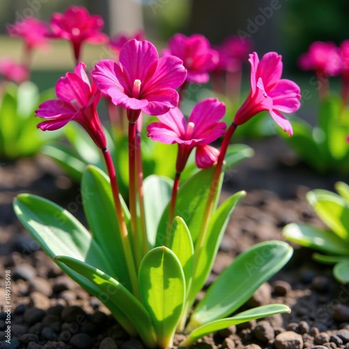 Fuchsia colored flowers of Dianthus gratianopolitanus La Bourboule growing from the ground, botanical garden, spring photo