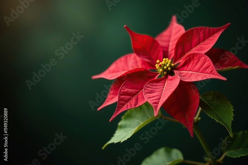 Unfurled poinsettia petals unfolding on a branch, holiday decor, greenery, unfurled petal photo