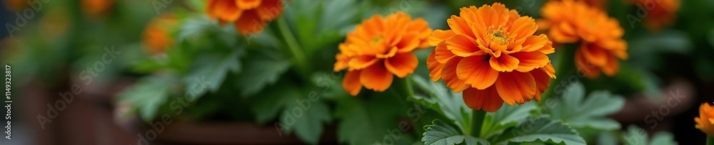 Single bright orange marigold in a container with soil, solo bloom, solo flowers, single bloom Single bright orange marigold in a container with soil, solo bloom, solo flowers, single bloom