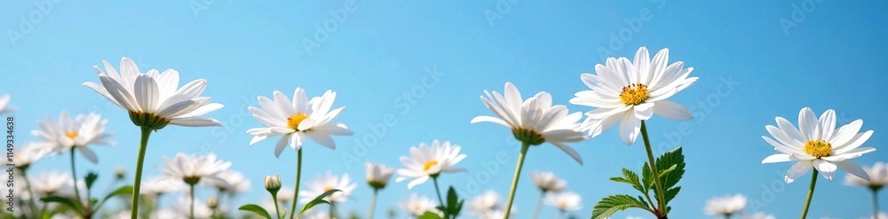 stunning white violet chrysanthemums against a bright blue sky, blue sky, flowers, outdoor gardens stunning white violet chrysanthemums against a bright blue sky, blue sky, flowers, outdoor gardens