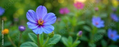 Blue fan flower Scaevola aemula in garden with other plants, garden, floweringplants photo