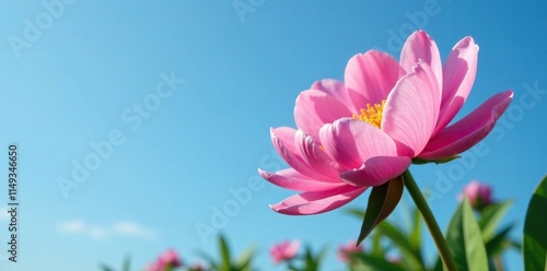 Pink peony buds in full bloom against a blue sky, blooms, blossoming, colorful photo