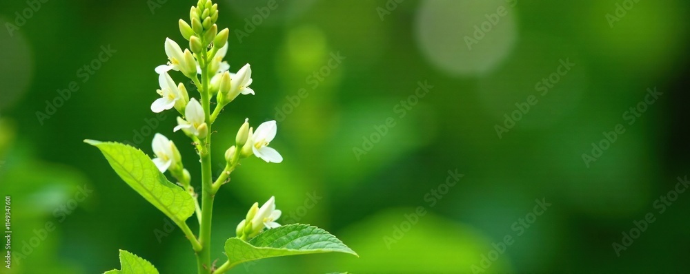 Tall black cohosh stem with large leaves and white blooms, wildflower, tall plant Tall black cohosh stem with large leaves and white blooms, wildflower, tall plant