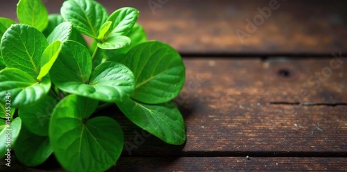 Group of dark green cichorium intybus leaves on a rustic wooden table, botanical leaves, agriculture photo