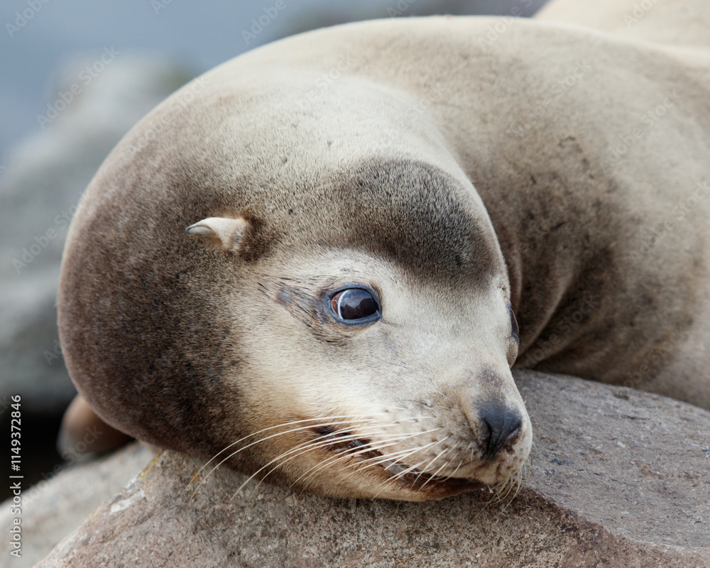 Fototapeta premium Sea Lion Resting on Rocks in Morro Bay