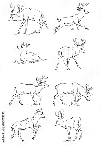 Vintage engrave isolated deer set illustration ink sketch. Wild doe stag background reindeer vector art
 photo