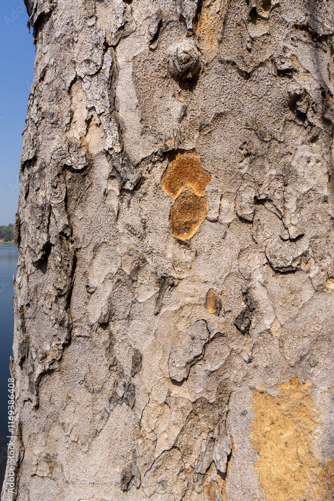 Fototapeta premium Tropical tree barks showing textures and patterns used for identification protection from weather and animals 