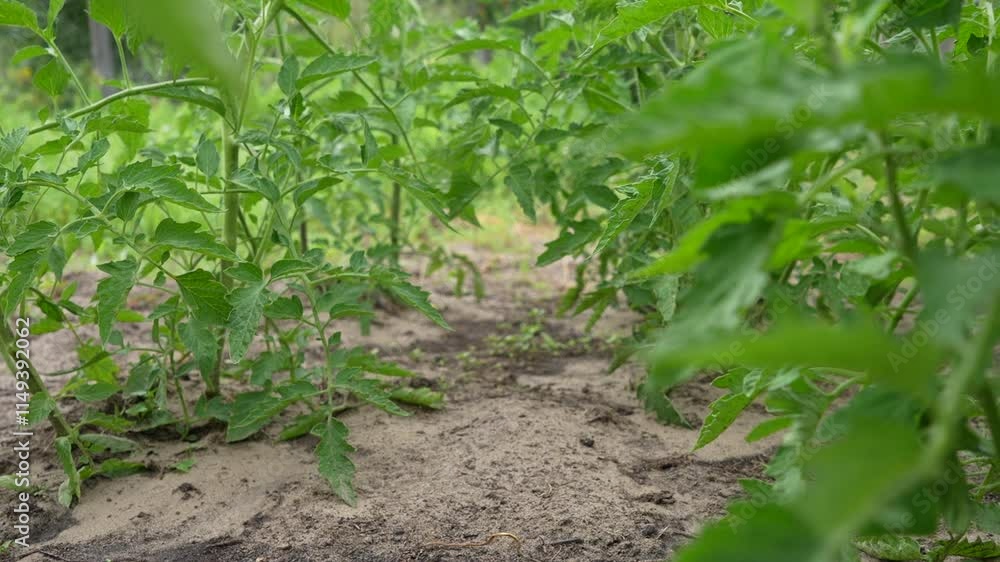 Seedlings of tomatoes, planted in the garden in the spring in a greenhouse. Grow vegetables yourself.Fresh and young tomato seedlings planted in a garden bed inside a greenhouse in a village in spring Seedlings of tomatoes, planted in the garden in the spring in a greenhouse. Grow vegetables yourself.Fresh and young tomato seedlings planted in a garden bed inside a greenhouse in a village in spring