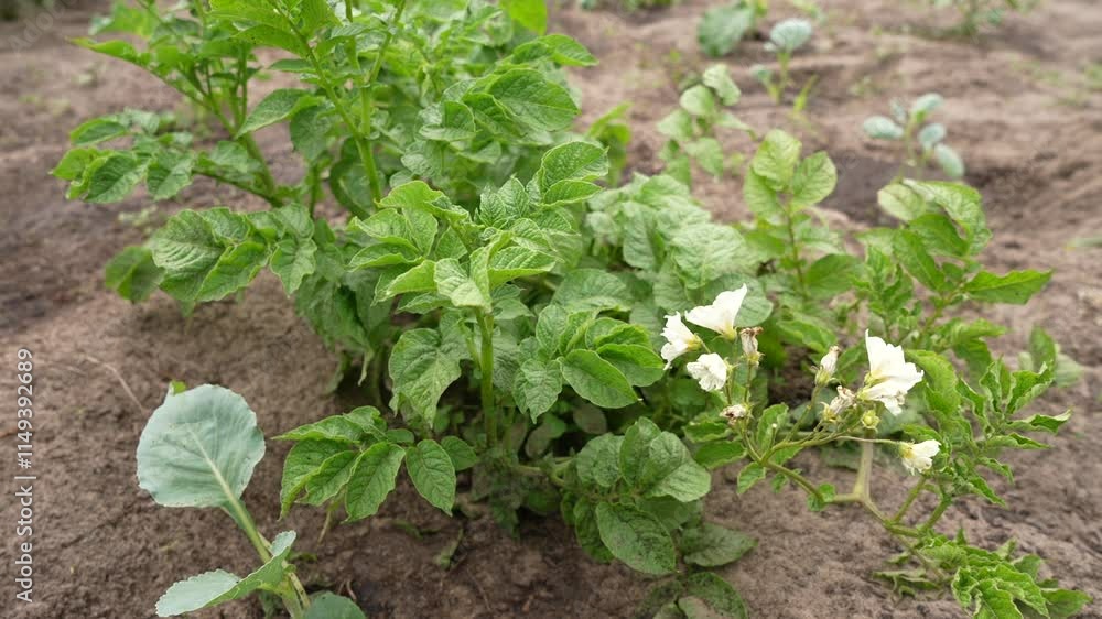 White flowers of potatoes. Flowering bush potatoes. Potato flowers blooming macro, potato flowers on farm field. Potatoes plants with white flowers growing on farmers plant. White flowers of potatoes. Flowering bush potatoes. Potato flowers blooming macro, potato flowers on farm field. Potatoes plants with white flowers growing on farmers plant.