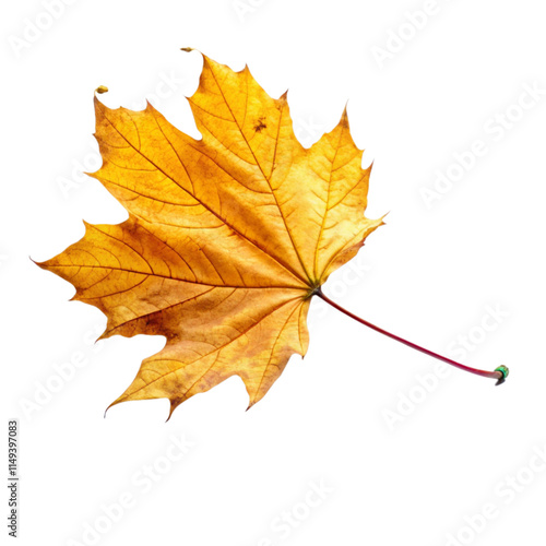 flying on wind yellow realistic fall leaf isolated on transparent background