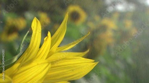 Yellow field of sunflowers. Blooming and Pollination. Agriculture industry of sunflower oil. Bright yellow sunflower lighted solar svetom
 photo