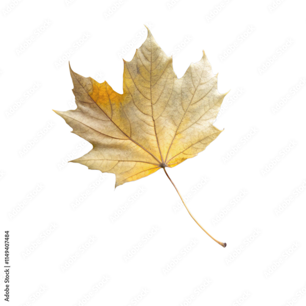 flying on wind yellow realistic fall leaf isolated on transparent background
flying on wind yellow realistic fall leaf isolated on transparent background