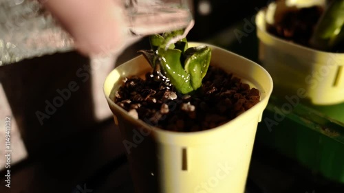 a hand watering potted little plant and spilling water