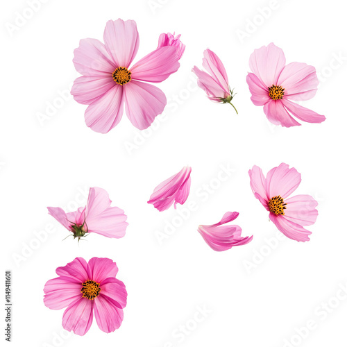 Flower Cosmos petals flew isolated on white & transparent a background.