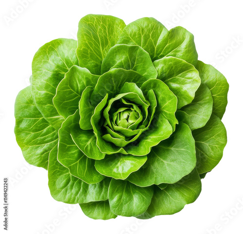 Fresh green butterhead lettuce isolated on white background, organic vegetable concept