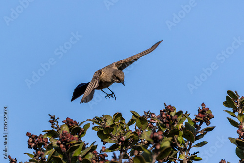 Closeup of a say's phoebe bird flying with wings widely open photo