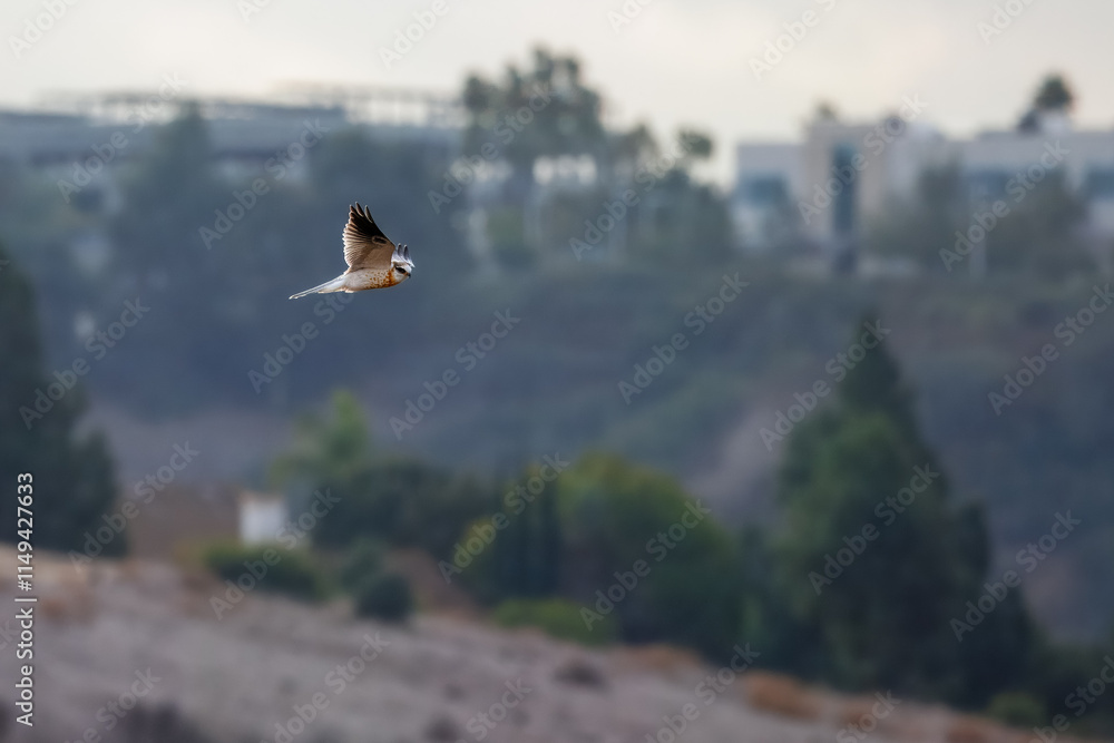 a white-tailed kite bird flies in a valley a white-tailed kite bird flies in a valley
