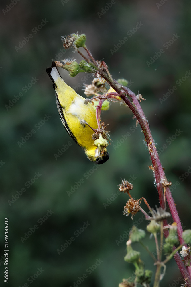 closeup of a goldfinch taking flower seeds with wings open closeup of a goldfinch taking flower seeds with wings open