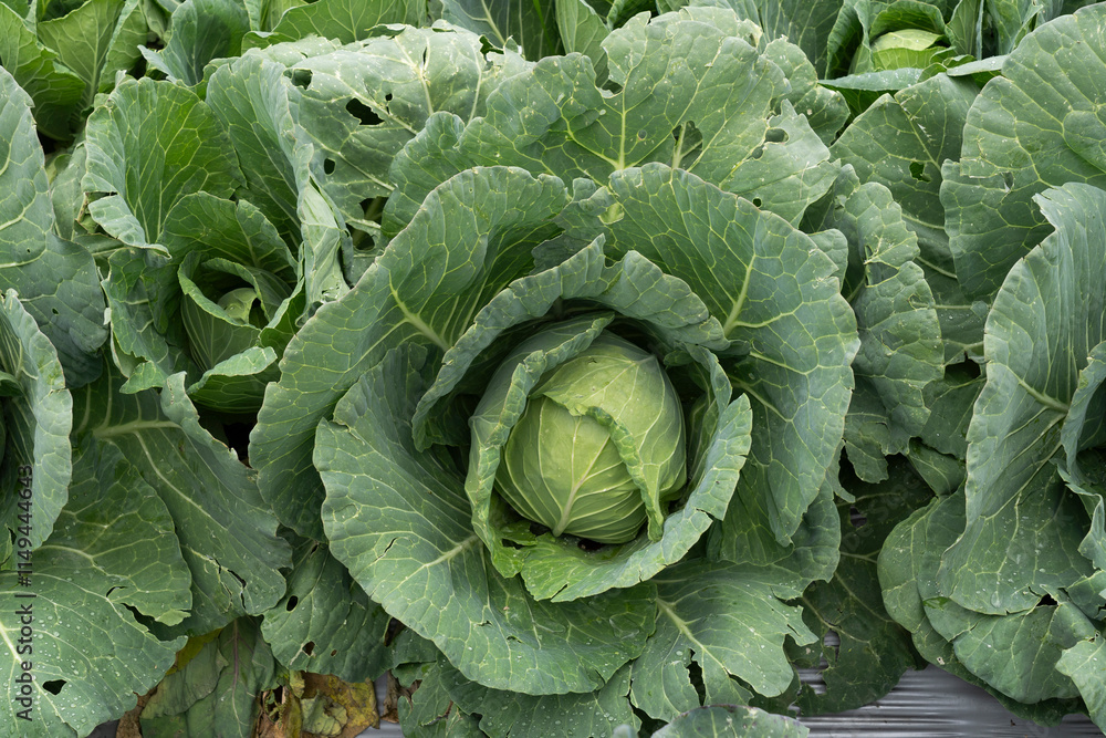 Growing white cabbage on an organic farm Growing white cabbage on an organic farm
