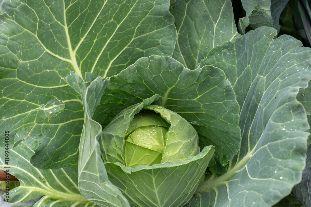 Fototapeta premium Growing white cabbage on an organic farm