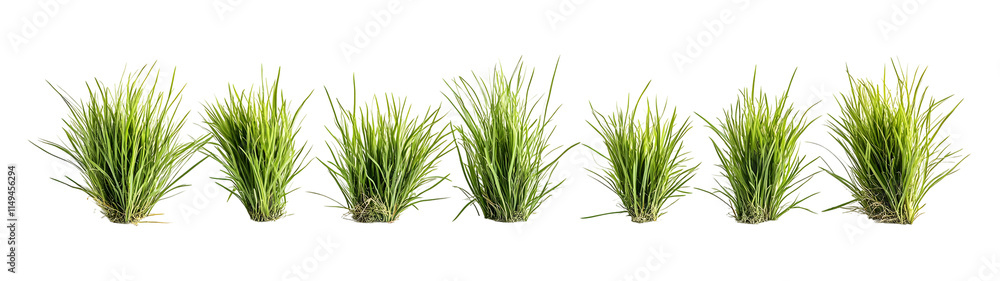 Collection of Green Grass Tufts Isolated on White Background Collection of Green Grass Tufts Isolated on White Background