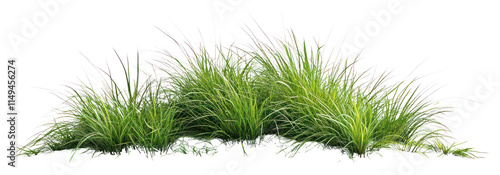 PNG Beautiful green grass vegetation plants landscape.