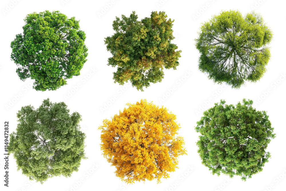 Obraz premium PNG Tree top perspective, element set on transparent background