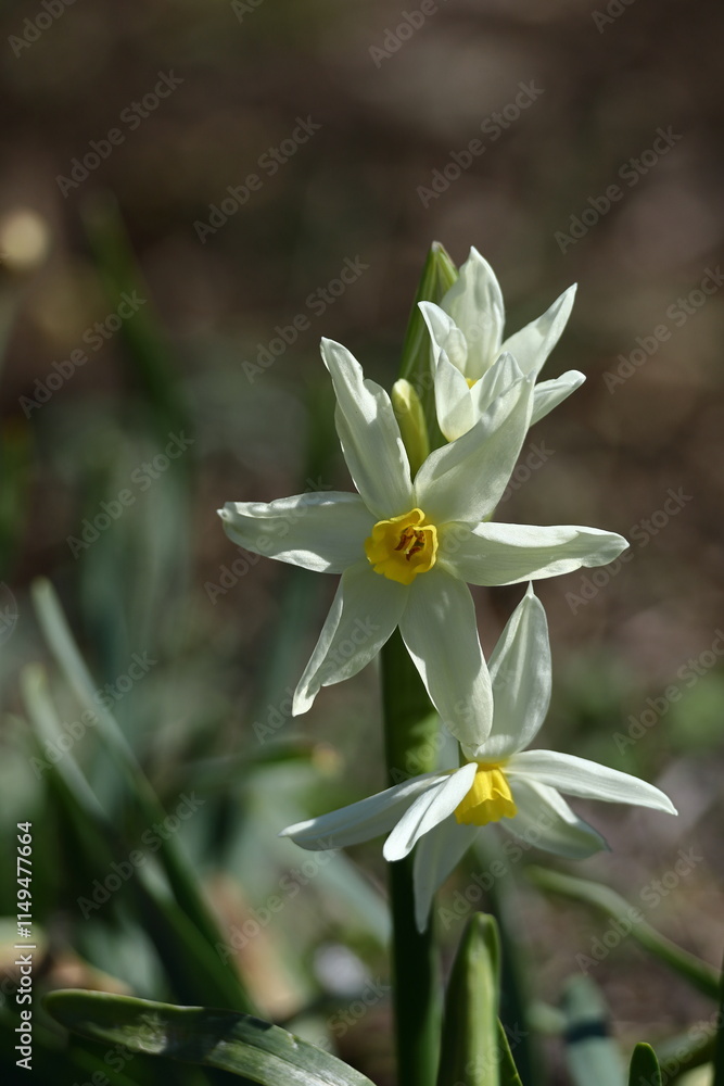 Obraz premium 香り漂う冬の花