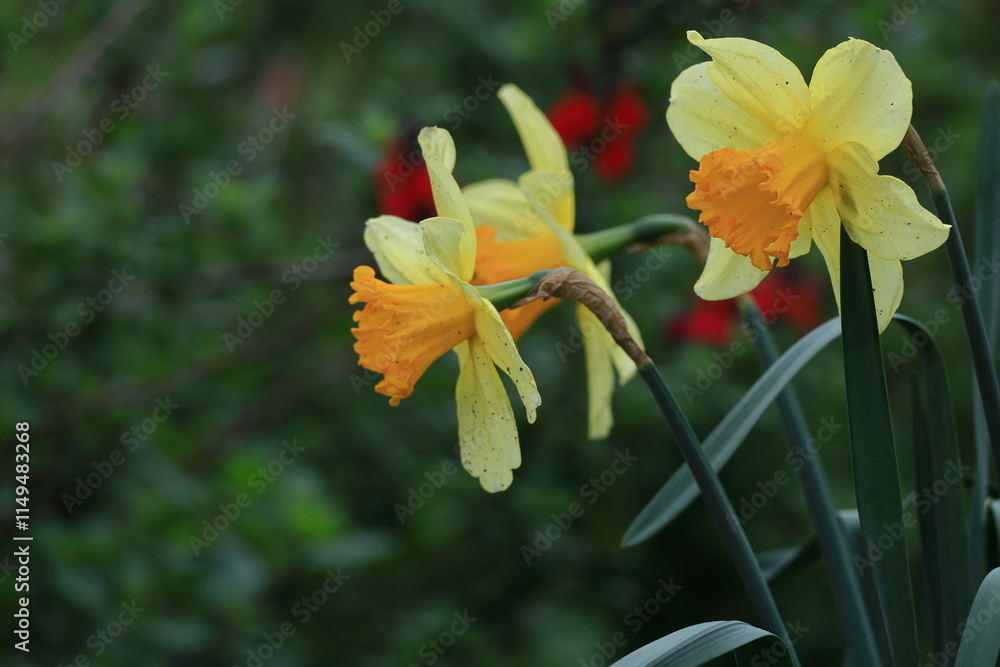 Obraz premium 香り漂う冬の花