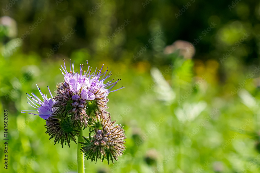 Phacelia. A flower. The purple flower of the Aquarius family. A wild flowering plant. Phacelia. A flower. The purple flower of the Aquarius family. A wild flowering plant.
