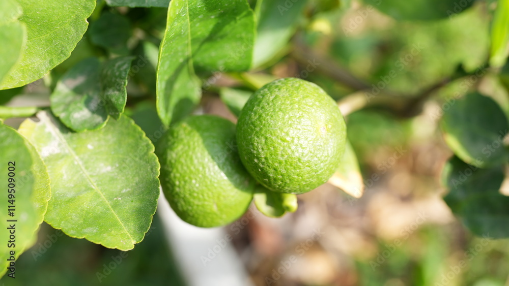 Fresh Green Limes on Tree Branch Surrounded by Vibrant Leaves Fresh Green Limes on Tree Branch Surrounded by Vibrant Leaves