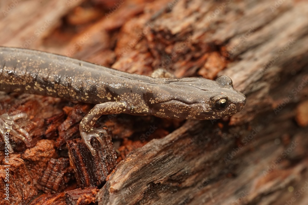 Closeup on a North-American Pacific Coast Clouded Salamander, Aneides ferreus on redwood Closeup on a North-American Pacific Coast Clouded Salamander, Aneides ferreus on redwood