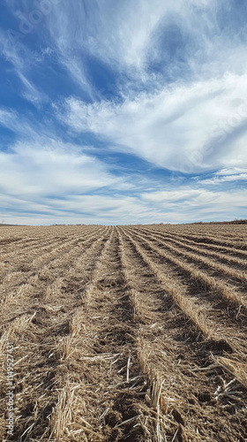 barren agricultural field dominated by invasive johnsongrass outcompeting crops photo