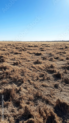 barren patch of land caused by the overgrazing habits of invasive feral camels photo