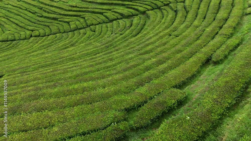 Campos de te en Azores Campos de te en Azores