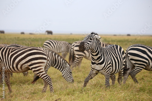 zebra in the wild photo