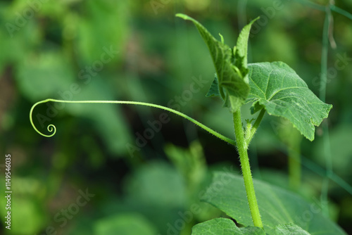 Φωτογραφία Young cucumber stem, shoot or sprout with tendril in the backlight of the sun
