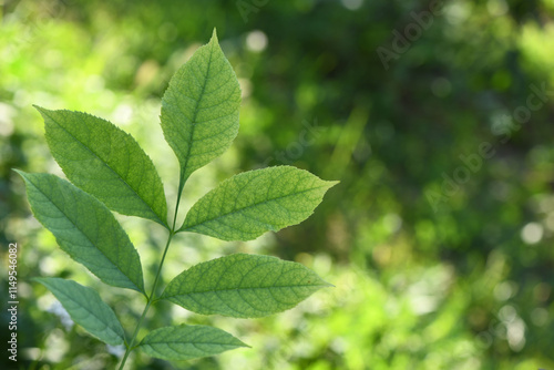 Ash leaf. Green leaves of the ash tree close up.