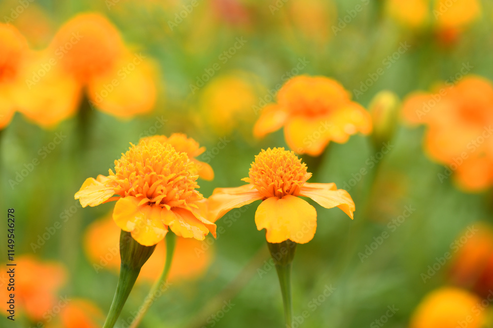 Flowers Marigolds. Side view. High resolution photo. Selective focus. Flowers Marigolds. Side view. High resolution photo. Selective focus.