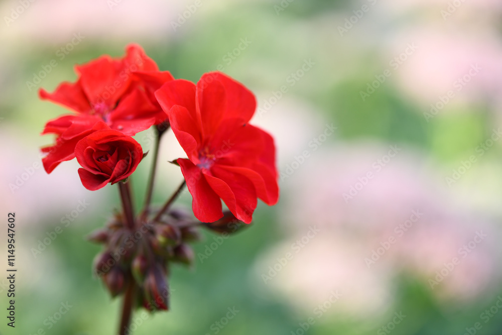 Red geranium. Pelargonium inquinans flowering plant in full bloom. Red geranium. Pelargonium inquinans flowering plant in full bloom.