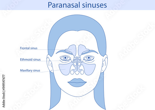 Anatomy of the sinus from the front. Hand drawn anatomical vector illustration.