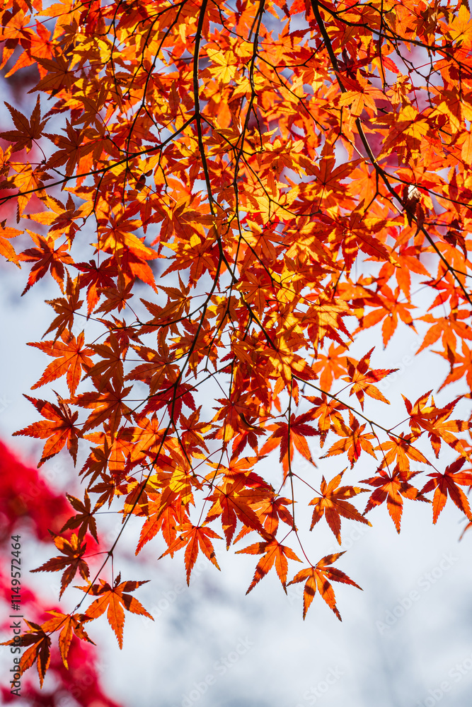 Autumn on Tokyo's Autumn on Tokyo's